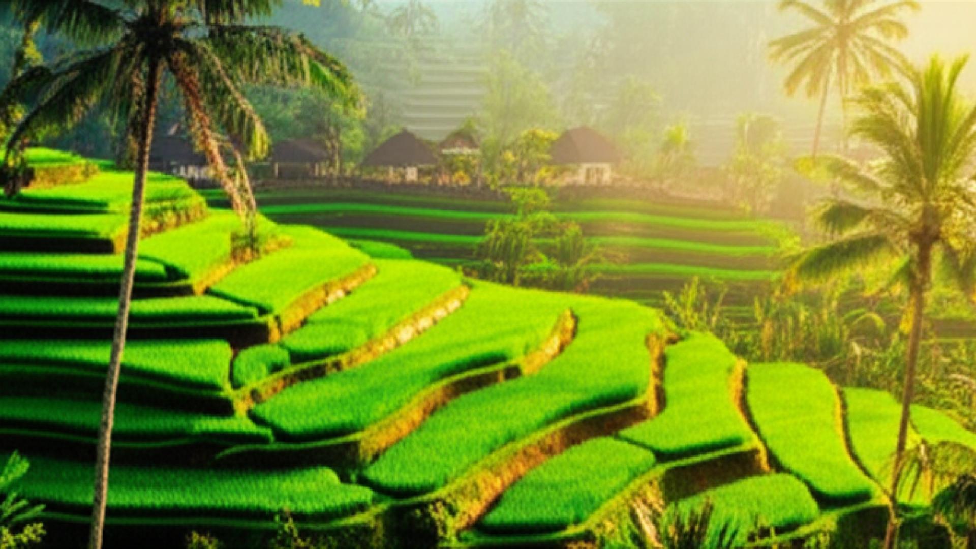 Bali İnterneti Satın Al: Hızlı ve Güvenli