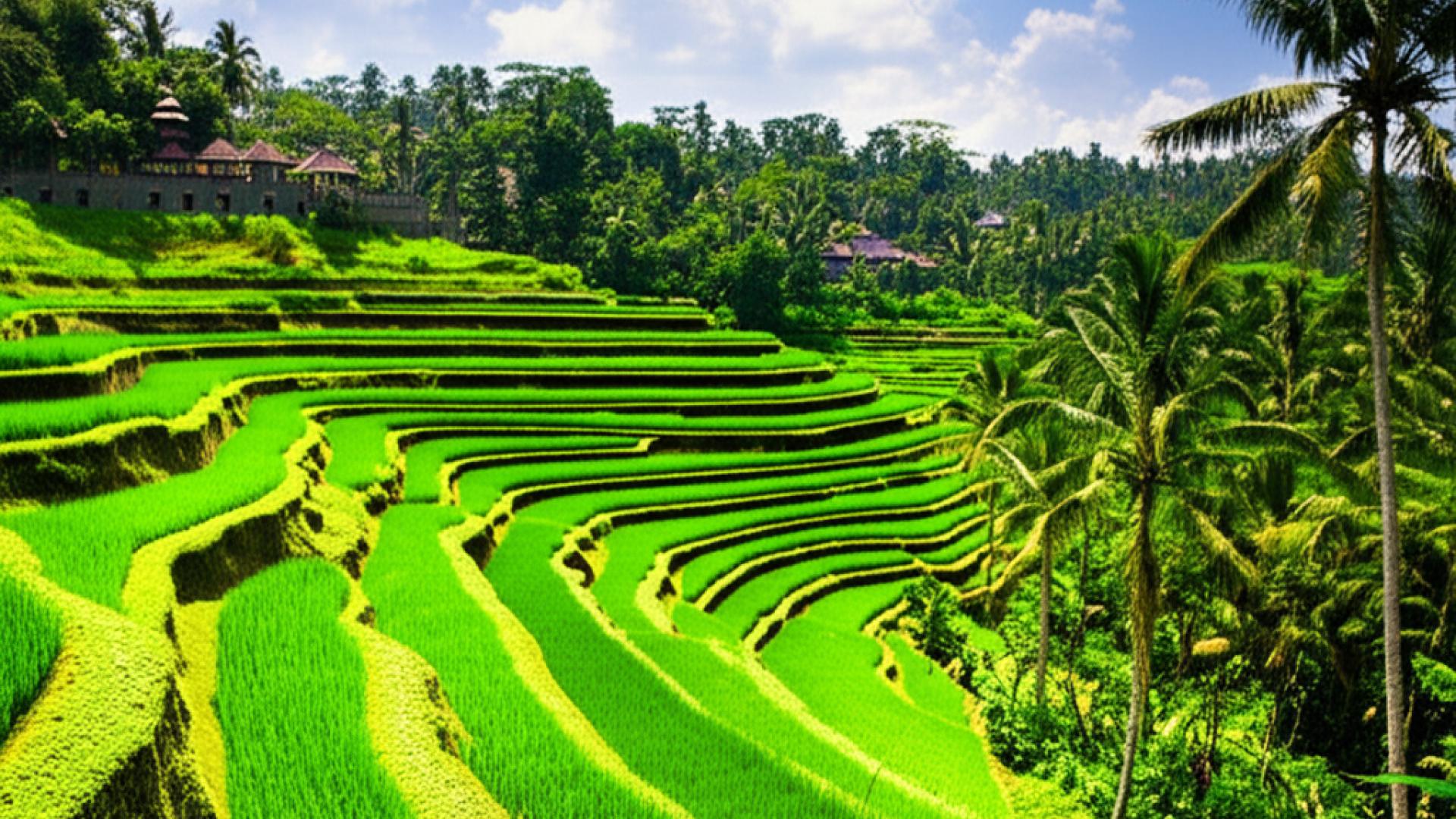 Bali'de İnternet Nasıl Çekiyor? İşte Cevaplar