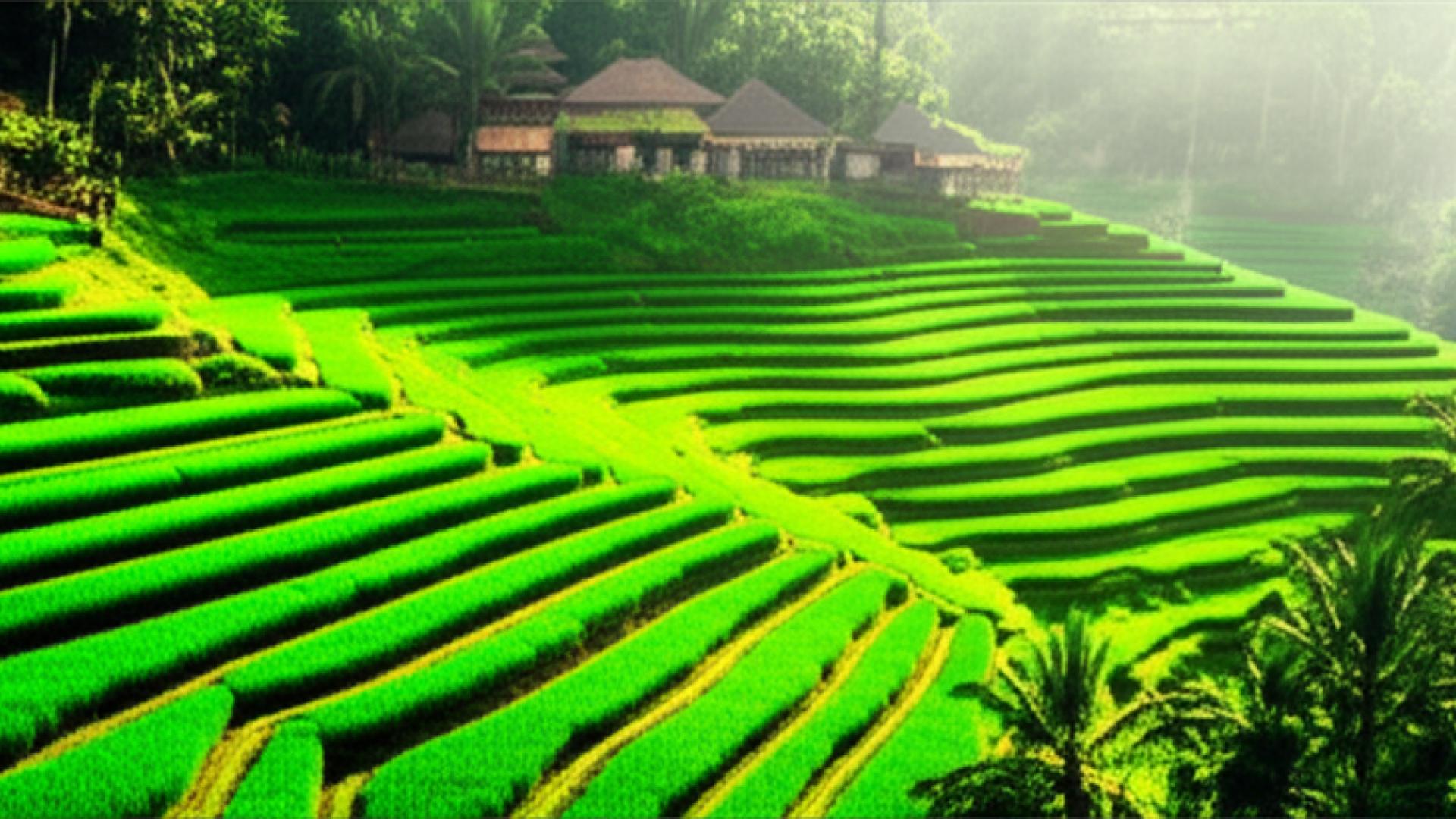 Bali'de İnternet mi Arıyorsun? İşte Bilmen Gerekenler