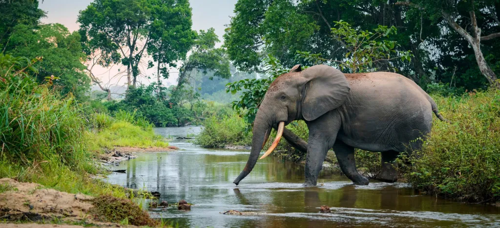 Republic of the Congo eSIM